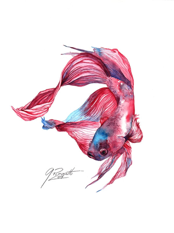 BETTA FISH