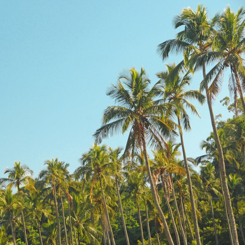 PALM II TOPGRAMERS