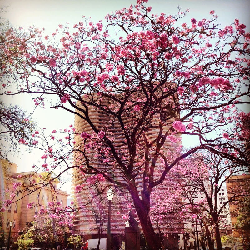 IPÊ ROSA DA LIBERDADE