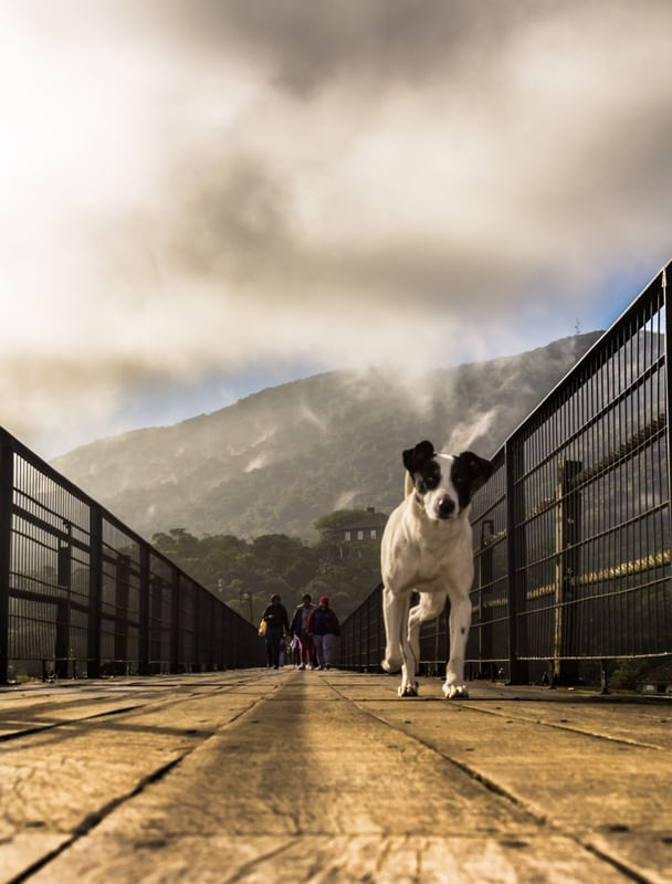 O CÃO NA PASSARELA