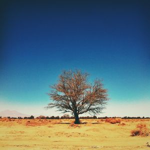 DESERT TREE