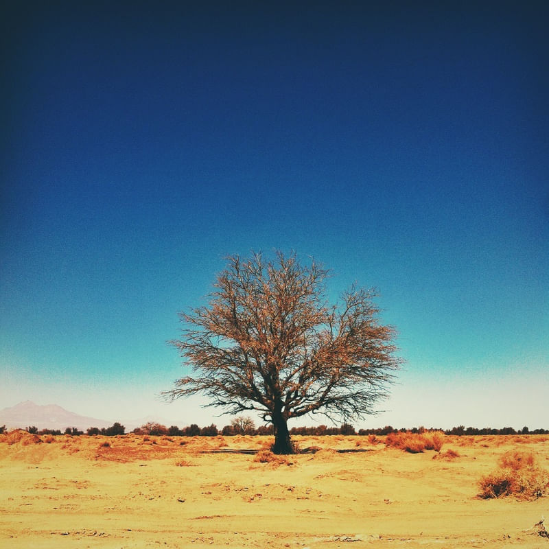 DESERT TREE
