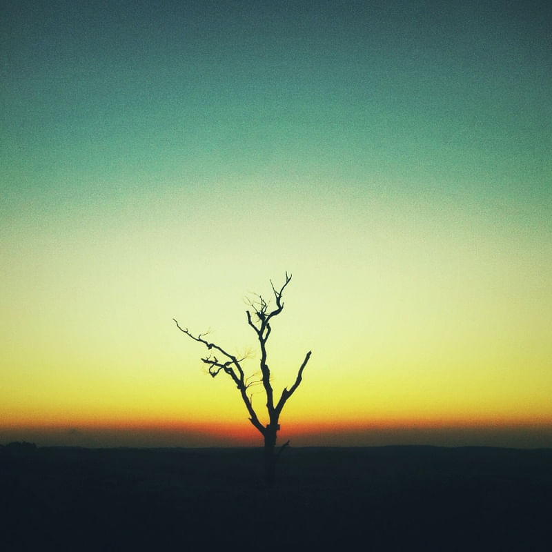 SOLO TREE SUNSET