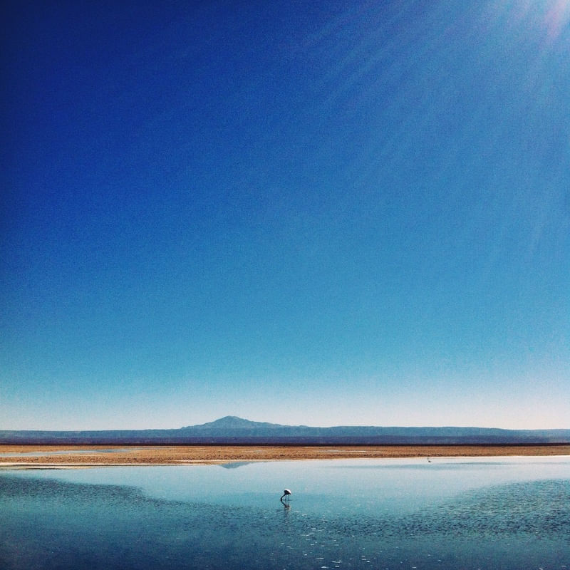 LONELY FLAMINGO