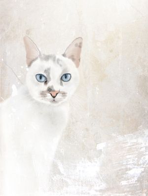 GATA GHOST