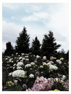MOUNTAIN FLOWERS