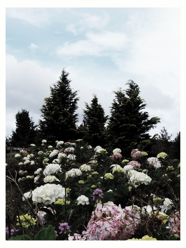 MOUNTAIN FLOWERS