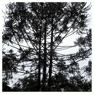 GREEN TREE