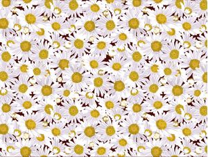 MARGARIDAS DAISY