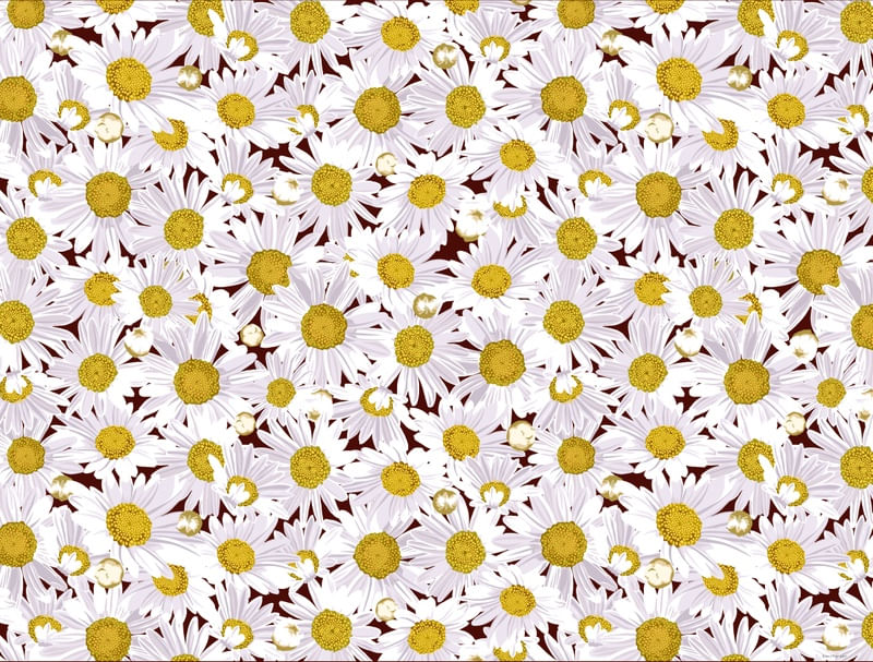 MARGARIDAS DAISY