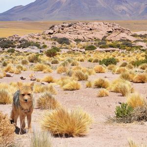 ATACAMA IV