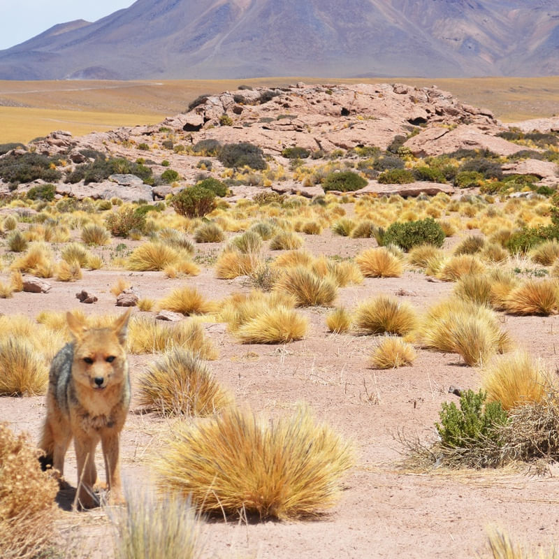 ATACAMA IV