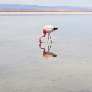FLAMINGO I
