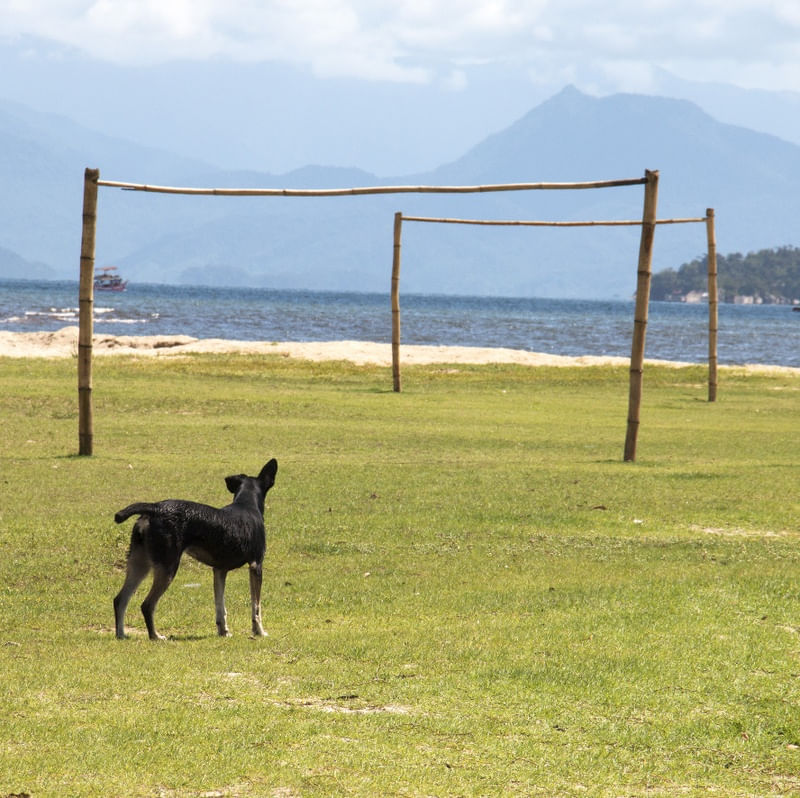 CACHORRO E TRAVES