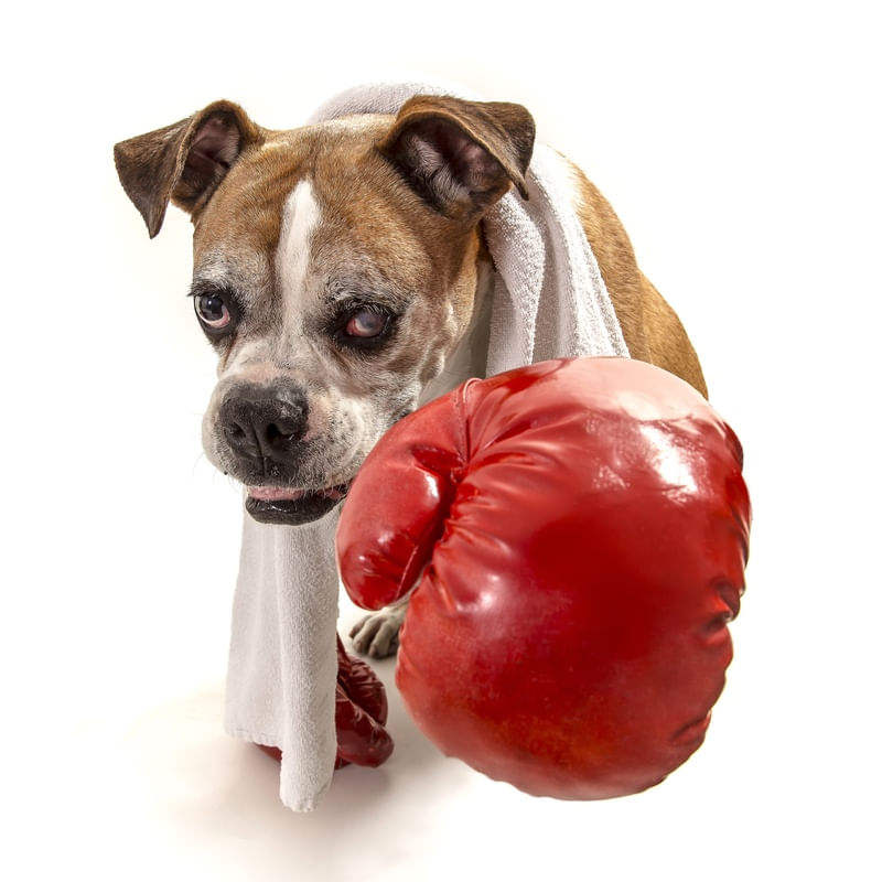 DOG MODELS - BOXER 2