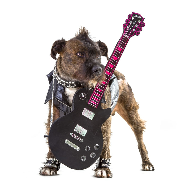 DOG MODELS - ROCKER 2