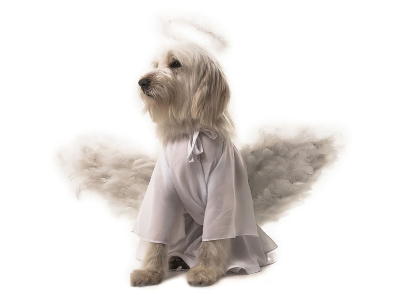 DOG MODELS - ANJO 1
