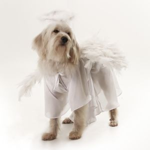 DOG MODELS - ANJO 2