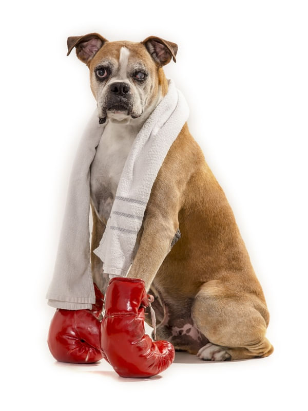 DOG MODELS - BOXER 1