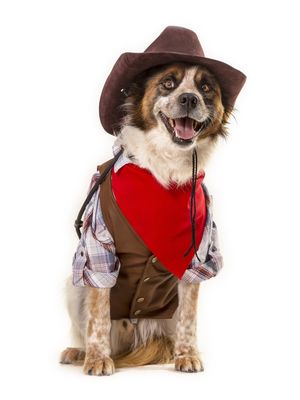 DOG MODELS - COWBOY 1