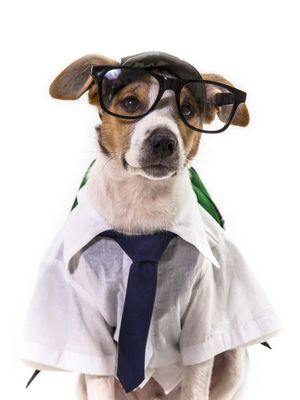 DOG MODELS - ESCOLAR 2