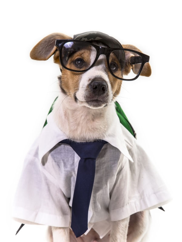 DOG MODELS - ESCOLAR 2