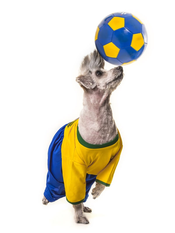 DOG MODELS - JOGADOR 2