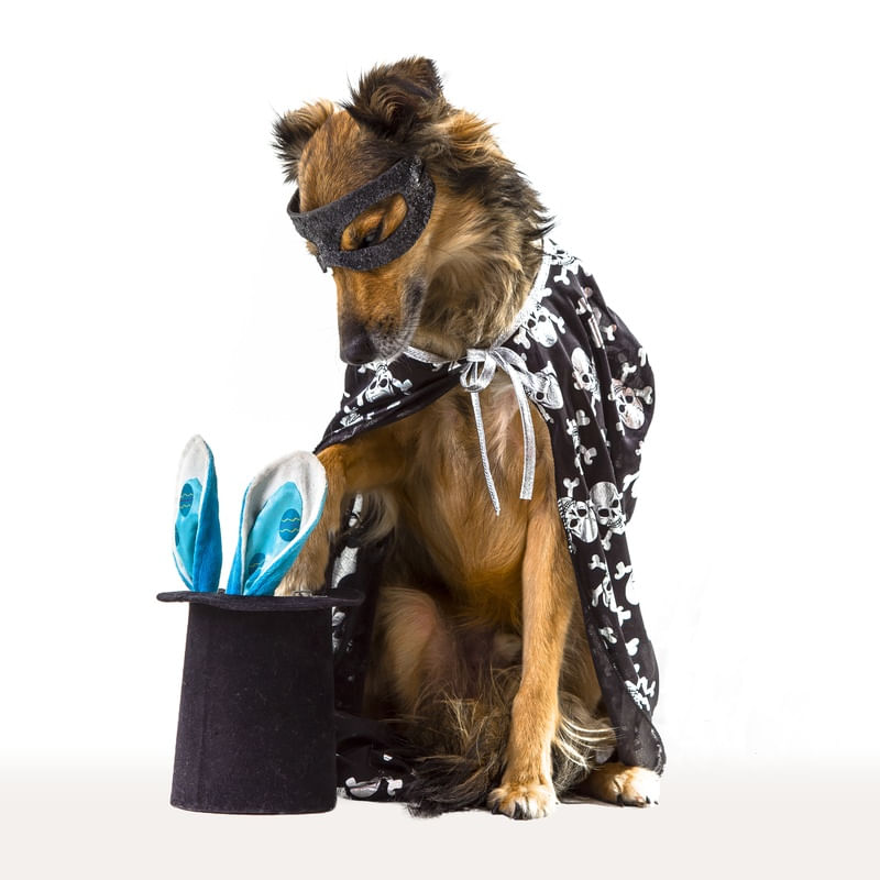 DOG MODELS - MÁGICO 1