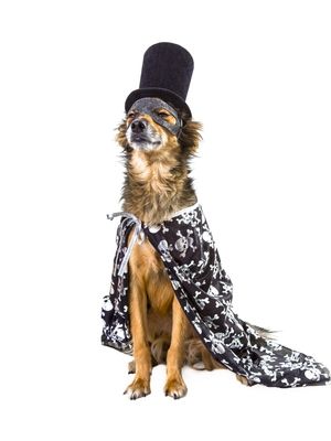 DOG MODELS - MÁGICO 2