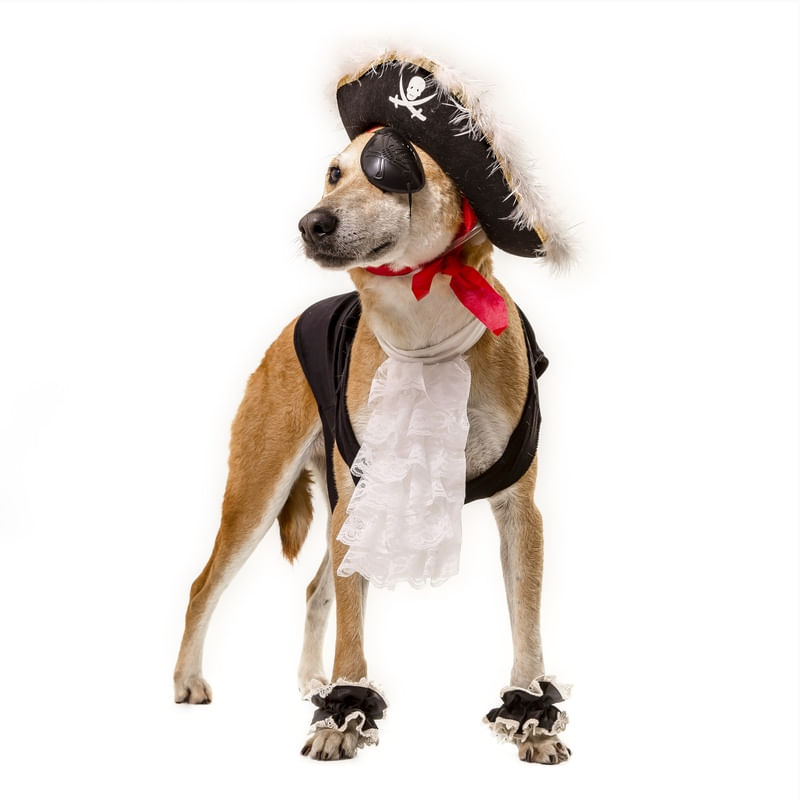 DOG MODELS - PIRATA 1