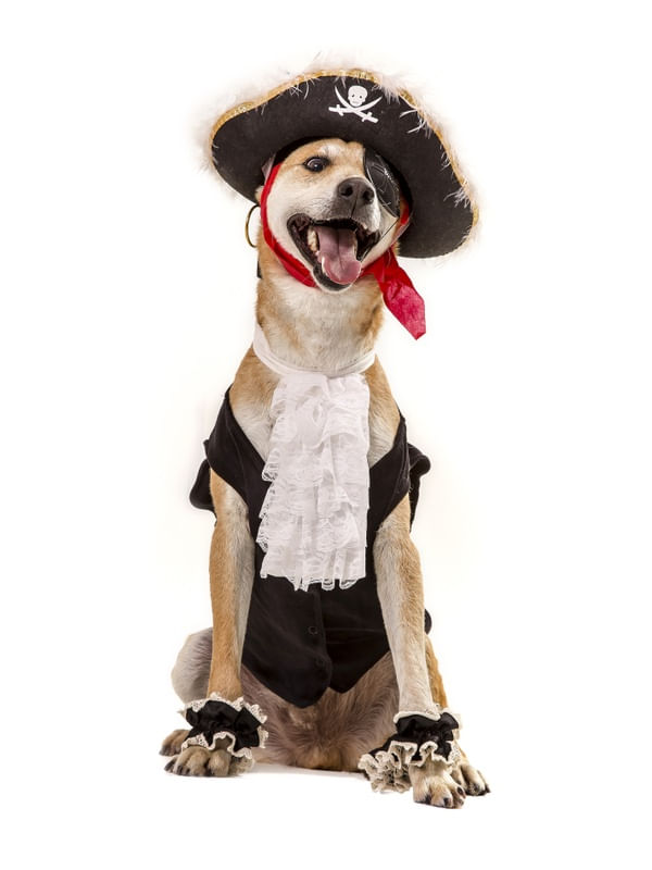 DOG MODELS - PIRATA 2