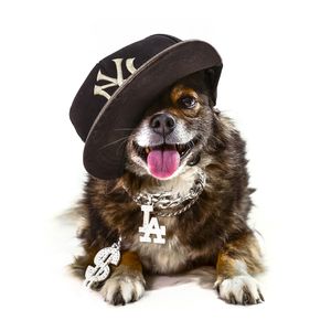 DOG MODELS - RAPPER 1