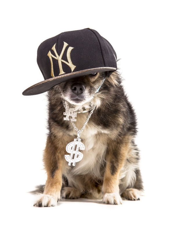 DOG MODELS - RAPPER 2