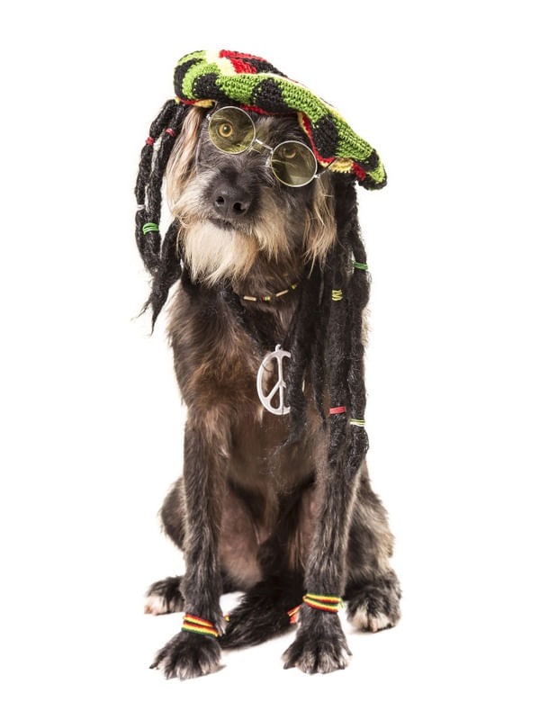 DOG MODELS - REGGAE 1