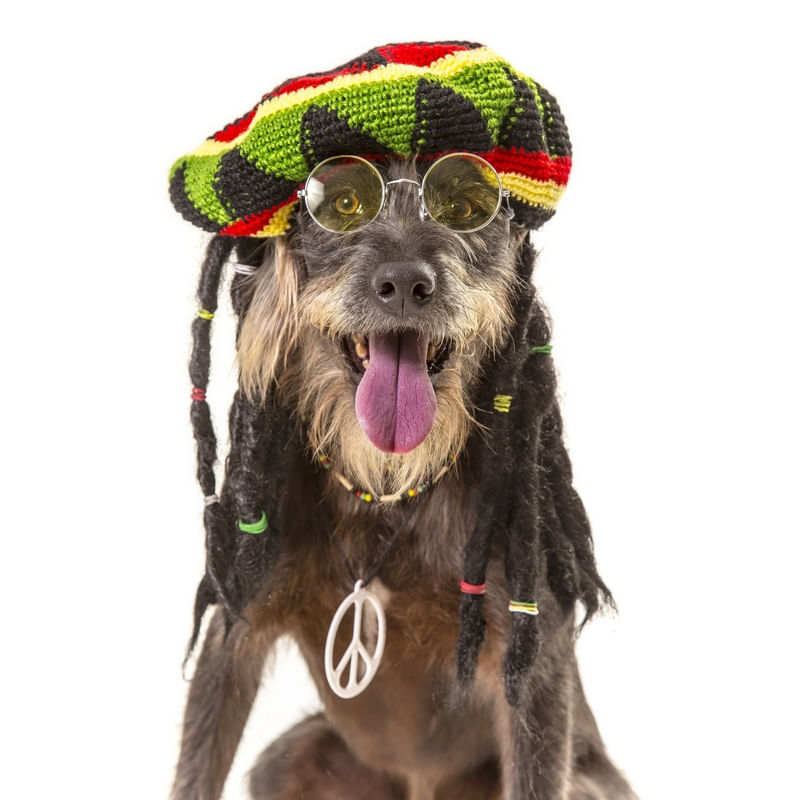 DOG MODELS - REGGAE 2