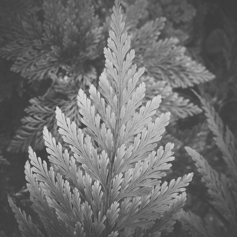 BW LEAFS
