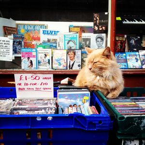 GATO INGLÊS