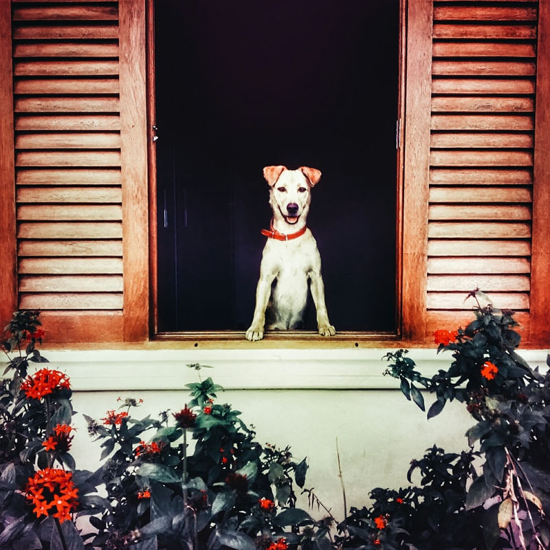 ESPERANDO NA JANELA