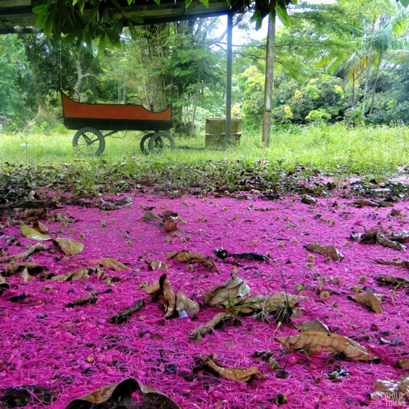 CHUVA COR DE JAMBO