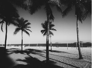 PALMTREES B