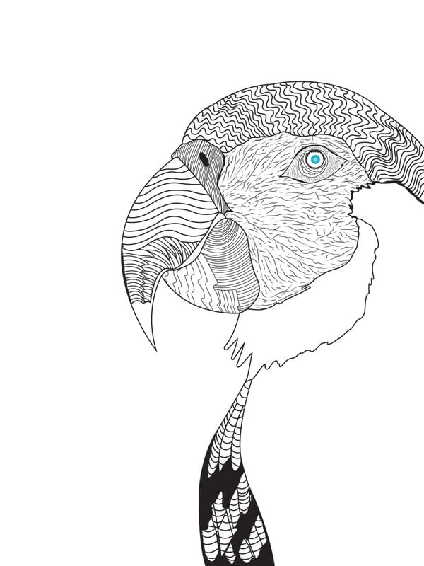 SKETCH ARARA