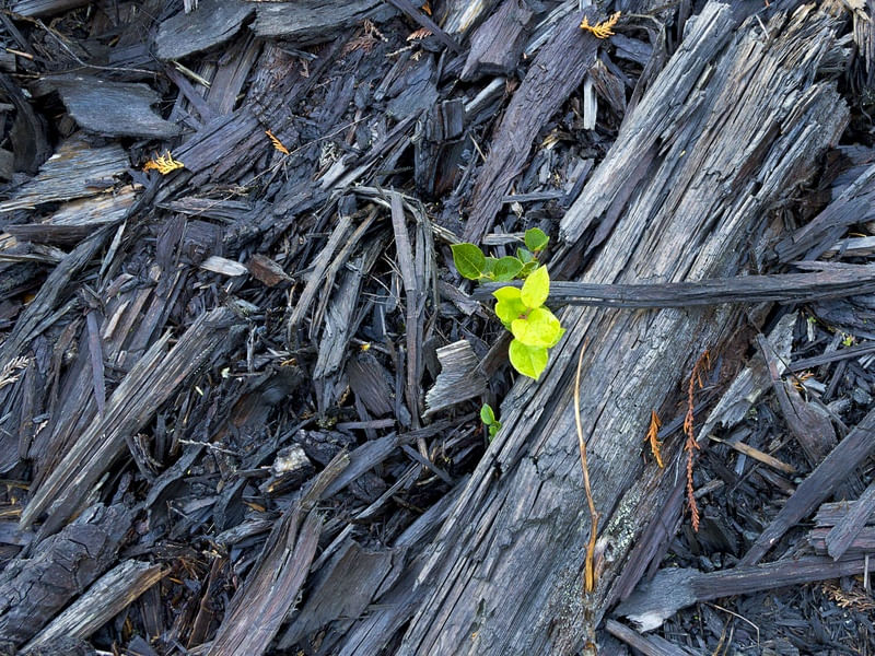 GREEN LEAF