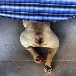 ASS