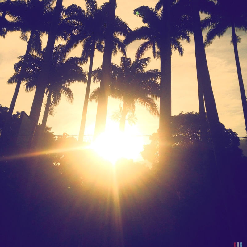 PALMTREES SUNSHINE