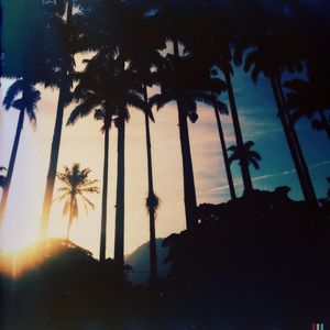 PALMTREES SUNNY