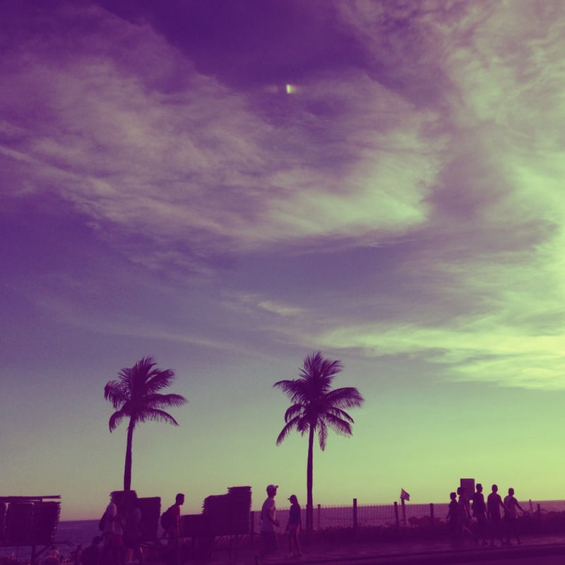PURPLE PALMTREES
