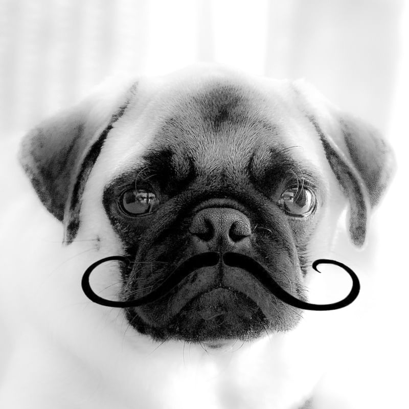 PUG NOAH MUSTACHE
