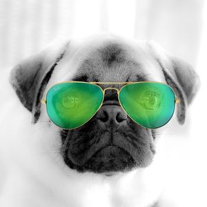 PUG NOAH AVIATOR