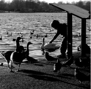 HYDE PARK DUCKS