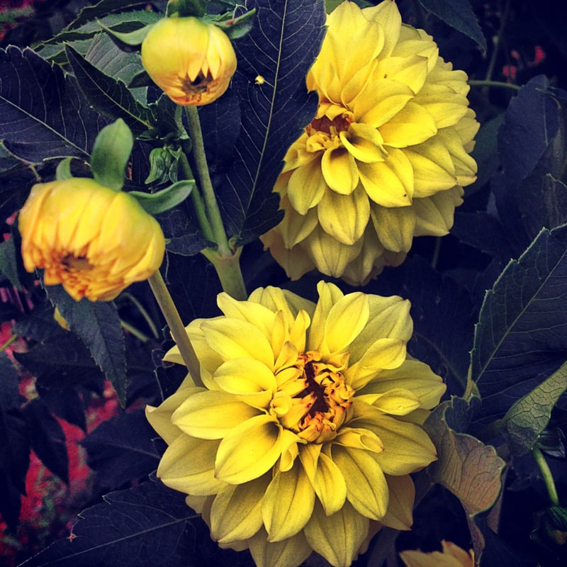 FLORES AMARELAS